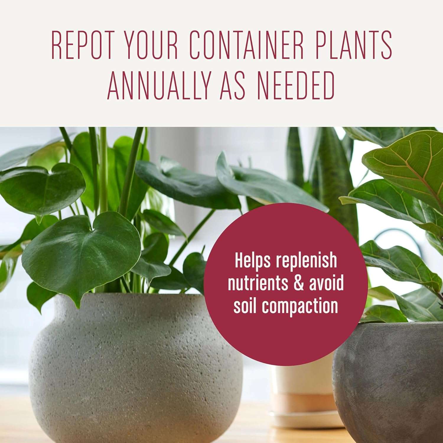 Miracle-Gro Houseplant Potting Mix- Fertilized, Perlite Soil for Indoor Gardening, Designed to Be Less Prone to Gnats, 4 qt. - 12