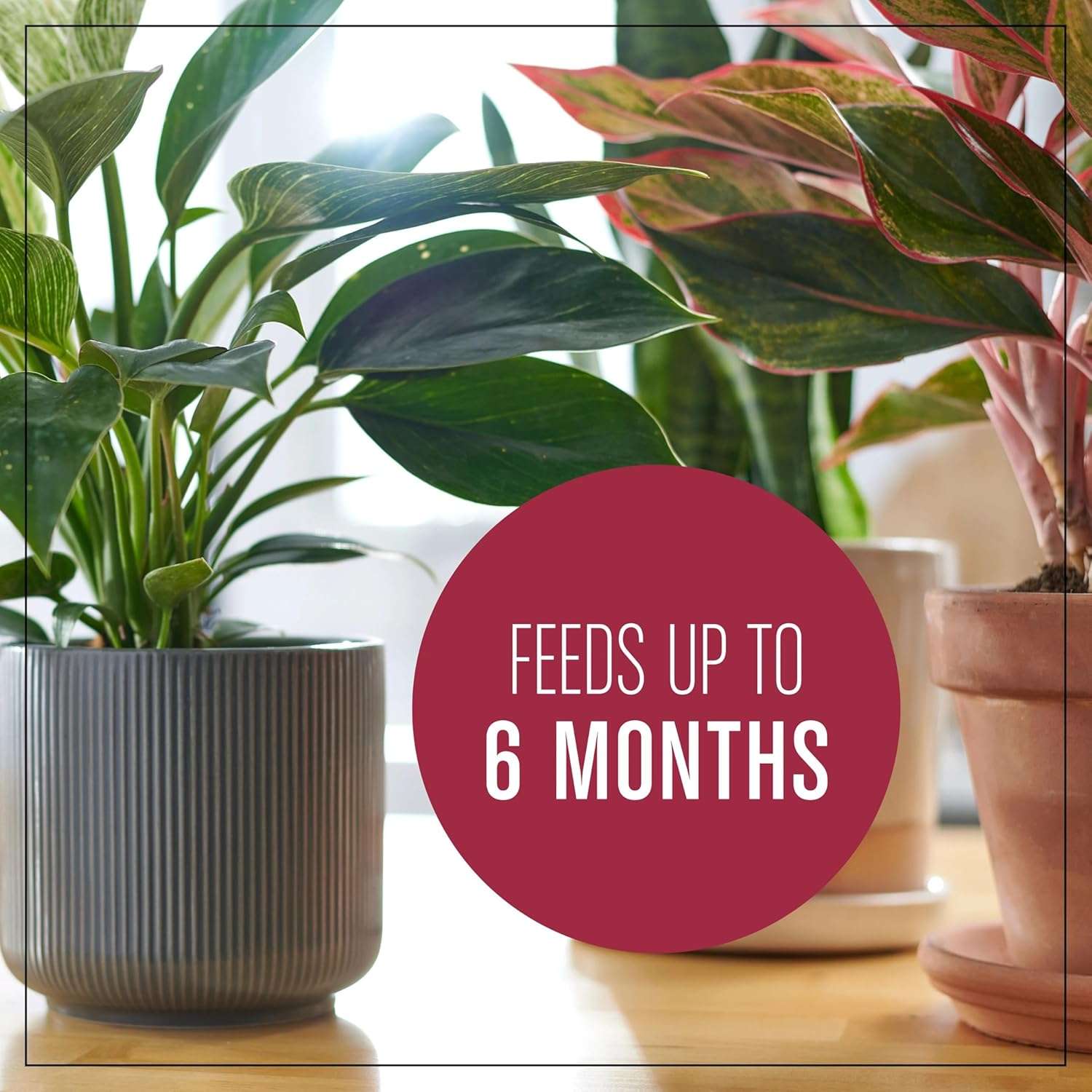 Miracle-Gro Houseplant Potting Mix- Fertilized, Perlite Soil for Indoor Gardening, Designed to Be Less Prone to Gnats, 4 qt. - 9