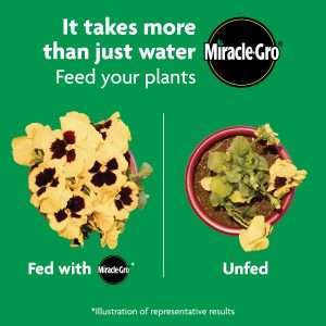 Miracle-Gro Shake 'N Feed All Purpose Plant Food, For In-Ground and Container Plants, Feeds for up to 3 Months, 4.5 lbs. - 10