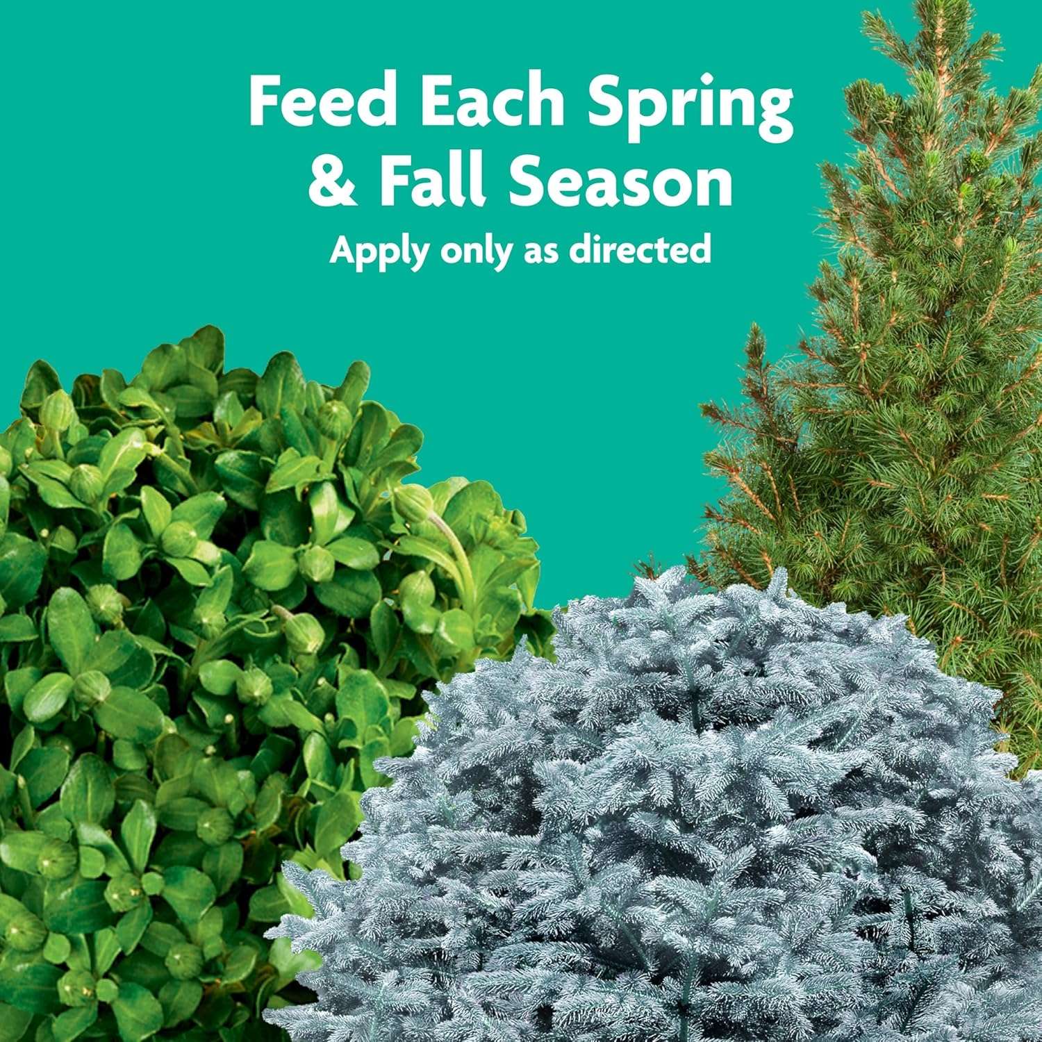 Miracle-Gro Tree and Shrub Plant Food Spikes, For Deciduous, Flowering and Evergreen Trees, Hydrangeas, and Acid-Loving Plants, 12 Spikes - 8