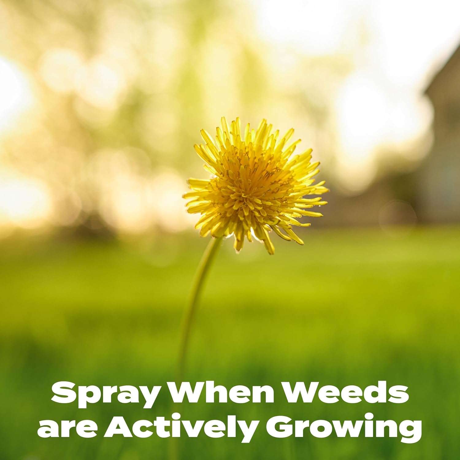 Scotts Liquid Turf Builder with Plus 2 Weed Control, Liquid Weed Killer and Fertilizer, 32 fl. oz. - 5