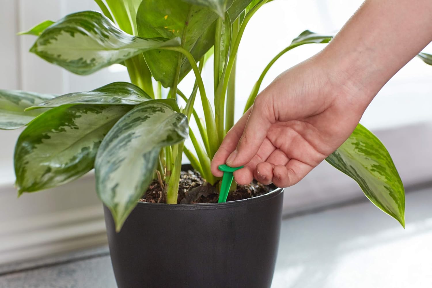 Miracle-Gro Indoor Plant Food Spikes, Includes 48 Spikes - Continuous Feeding for all Flowering and Foliage Houseplants - NPK 6-12-6 - 3