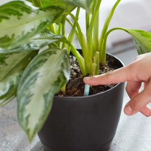 Miracle-Gro Indoor Plant Food Spikes, Includes 48 Spikes - Continuous Feeding for all Flowering and Foliage Houseplants - NPK 6-12-6 - 4