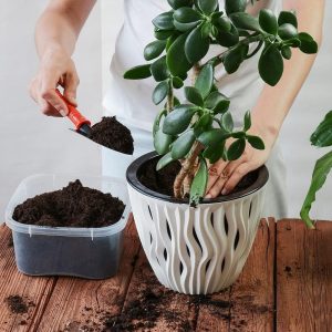 Alternative view of Back to the Roots 100% Organic Indoor Potting Mix (6 Quart), Promotes Healthy Houseplant Growth, Made in The USA