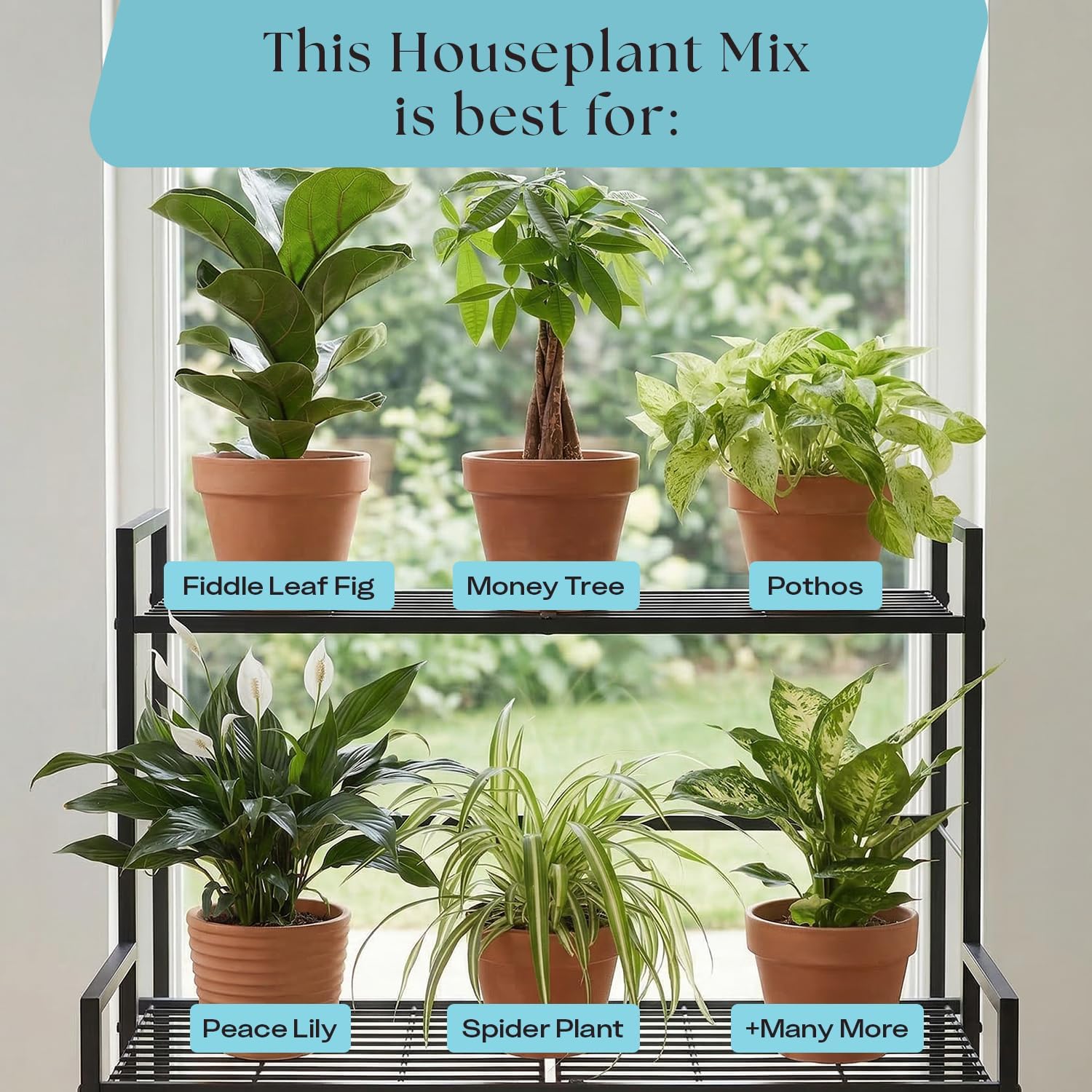 Rosy Soil Houseplant Potting Soil, Organic Indoor Potting Mix, 4 Quarts | Biochar and Worm Castings, For Monstera, Pothos, Tropical Indoor Plants, Peat Free - Image 2