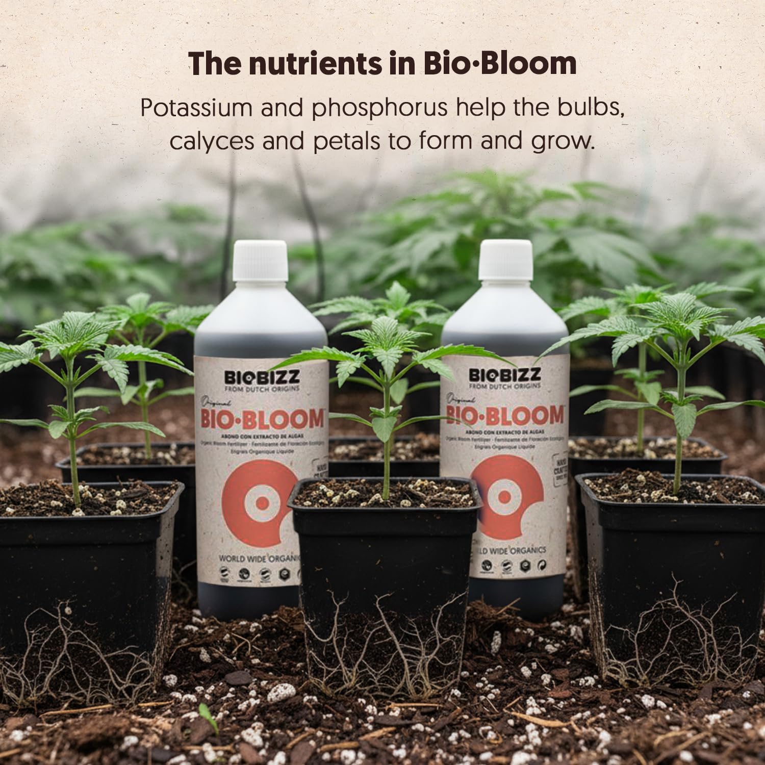 BioBizz Bio-Bloom Organic Liquid Bloom Fertiliser for Flowering Plants, 1L - Image 5